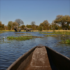 A Mokoro trip.