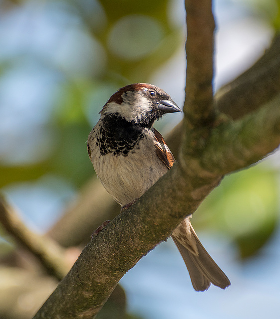 Sparrow