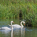 Mute Swans  (+PiP)