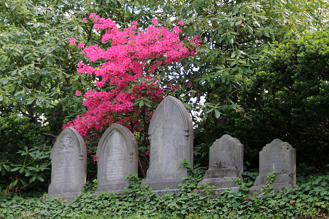 Azaleas and tombstones