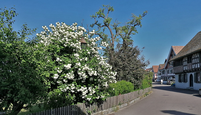 Ermatingen TG / Fischerdörfchen