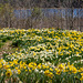 Daffodil meadow