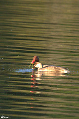 Couple de nette rousse