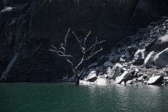 Árbol Muerto