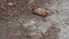 Cone