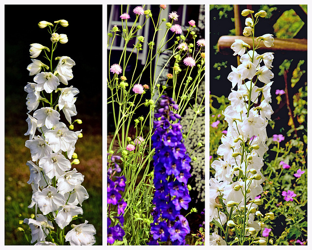 Delphiniums