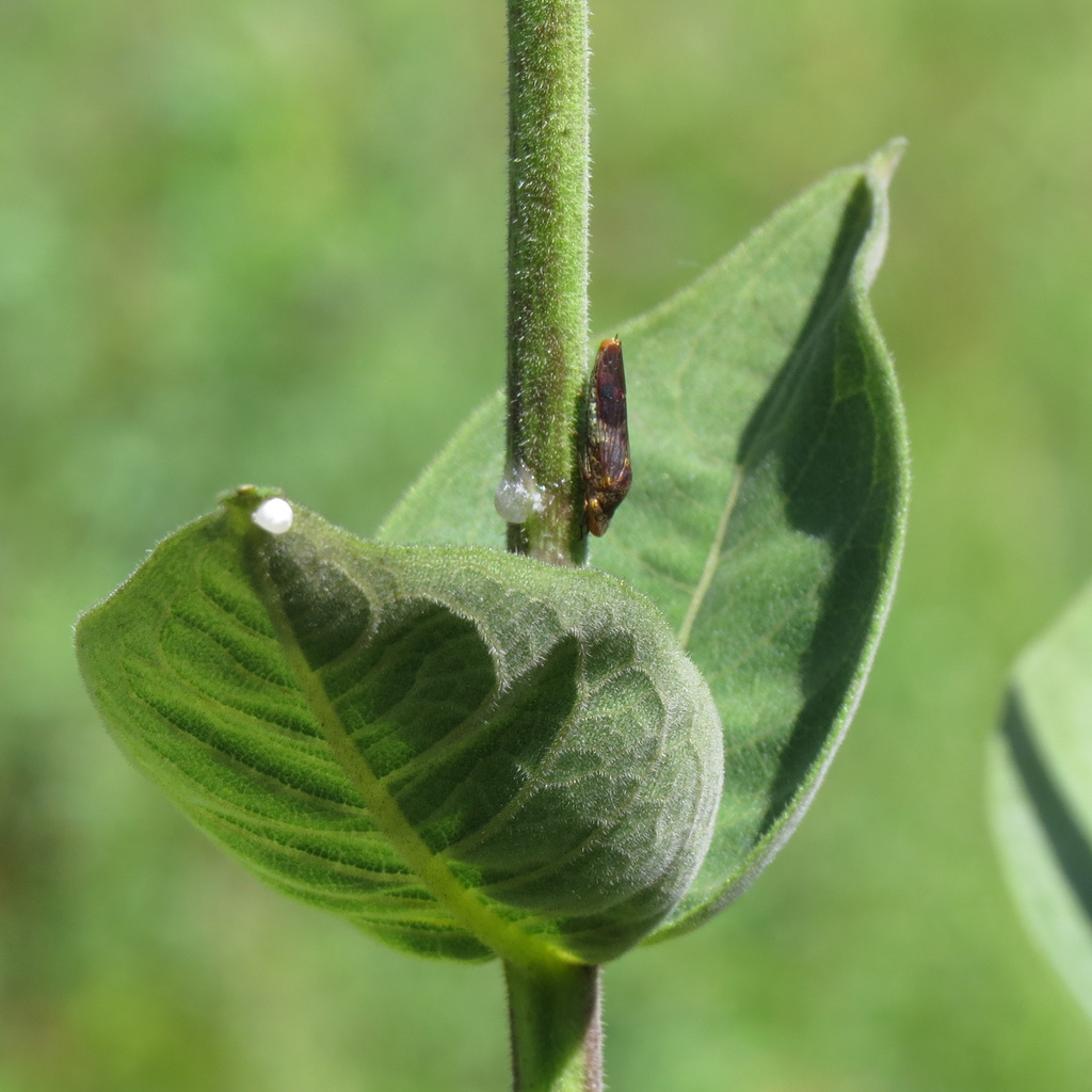 Leafhopper on sunflower