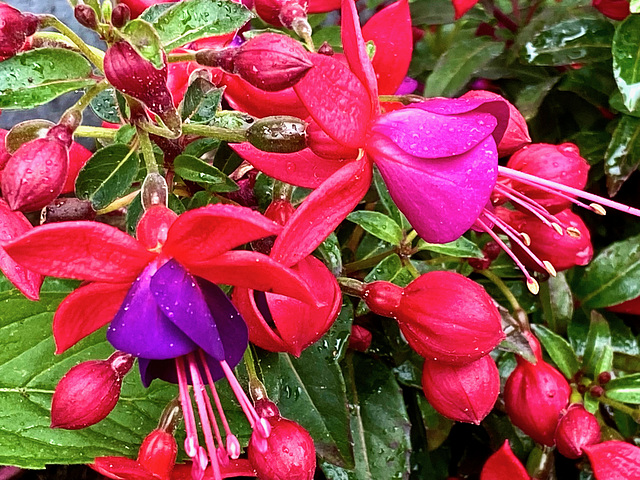 Fuchsien