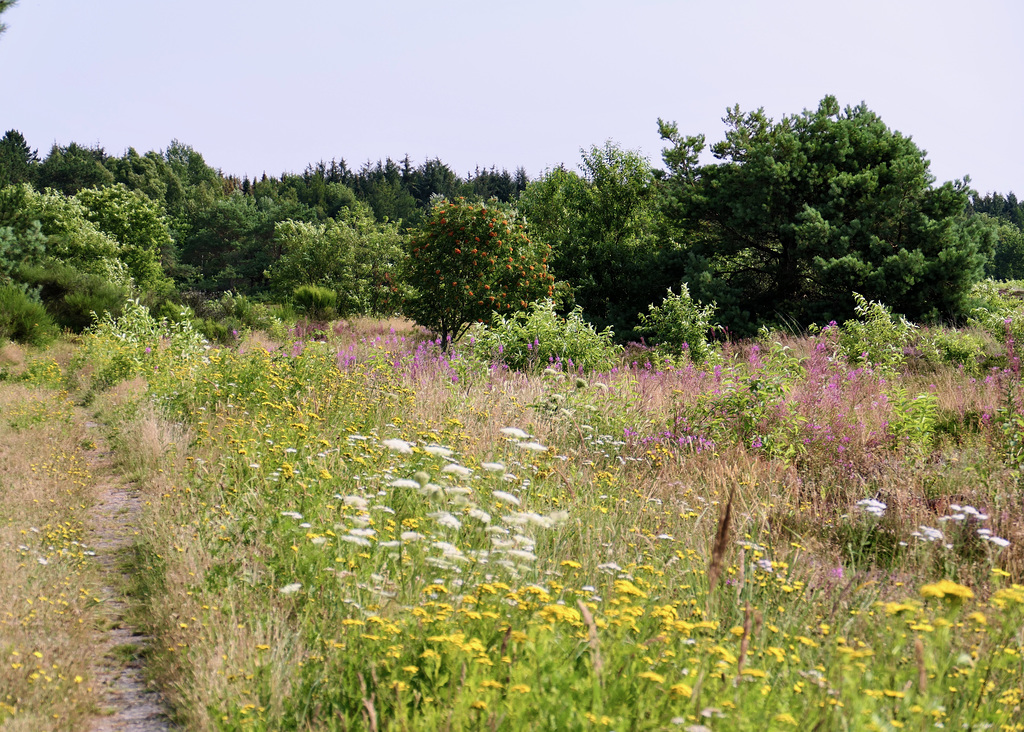 Wanderweg in der Küstenheide