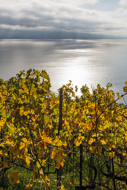 221101 Lavaux 5