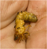 IMG 2360 Beetle larva