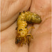 IMG 2360 Beetle larva