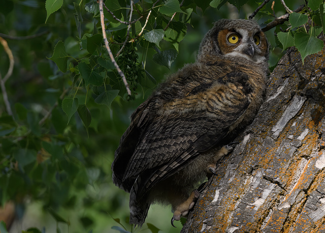 Great-horned Owl