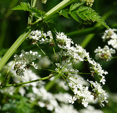 Umbels