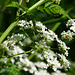 Umbels