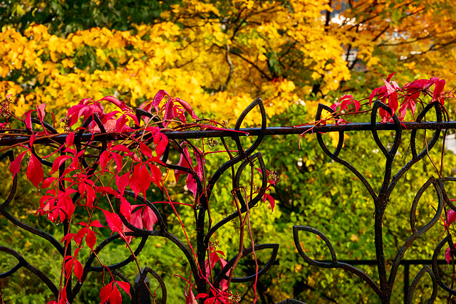 Herbstzaun, Typ Oslo