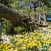 Fallen tree