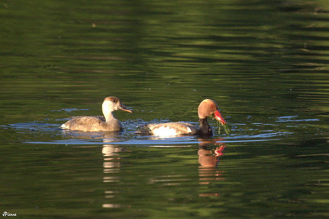 Couple de nette rousse