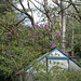 gdn[25] - flowering Rhodedendron