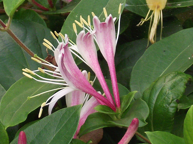 Gorgeous honeysuckle