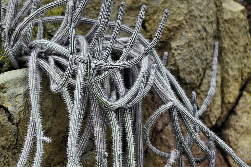 Euphorbia baioensis – Brooklyn Botanic Garden, New York, New York
