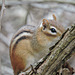 Chipmunk