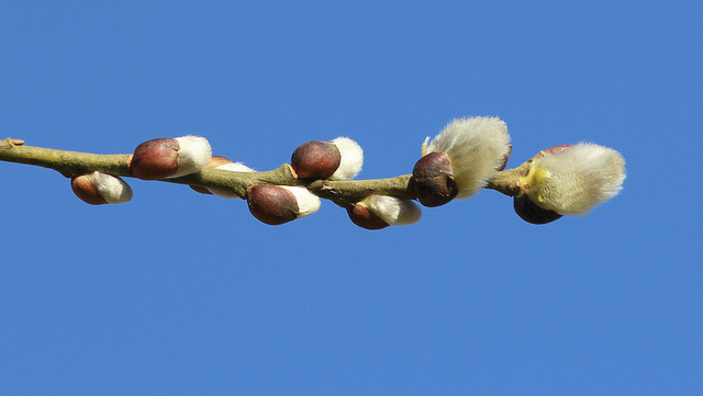 Chatons de saule