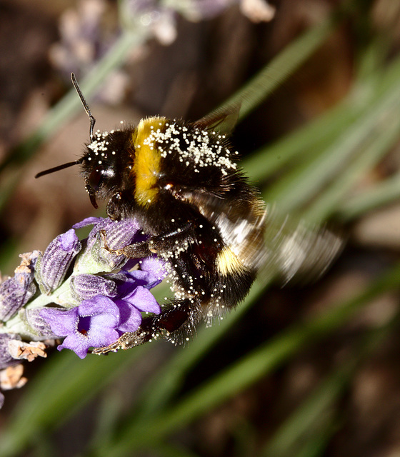 Bumblebee IMG_5855