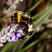 Bumblebee IMG_5855