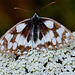 Melanargia galathea - Startbereit - Ready to start