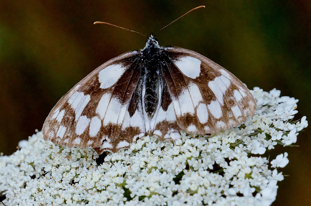 Melanargia galathea - Startbereit - Ready to start