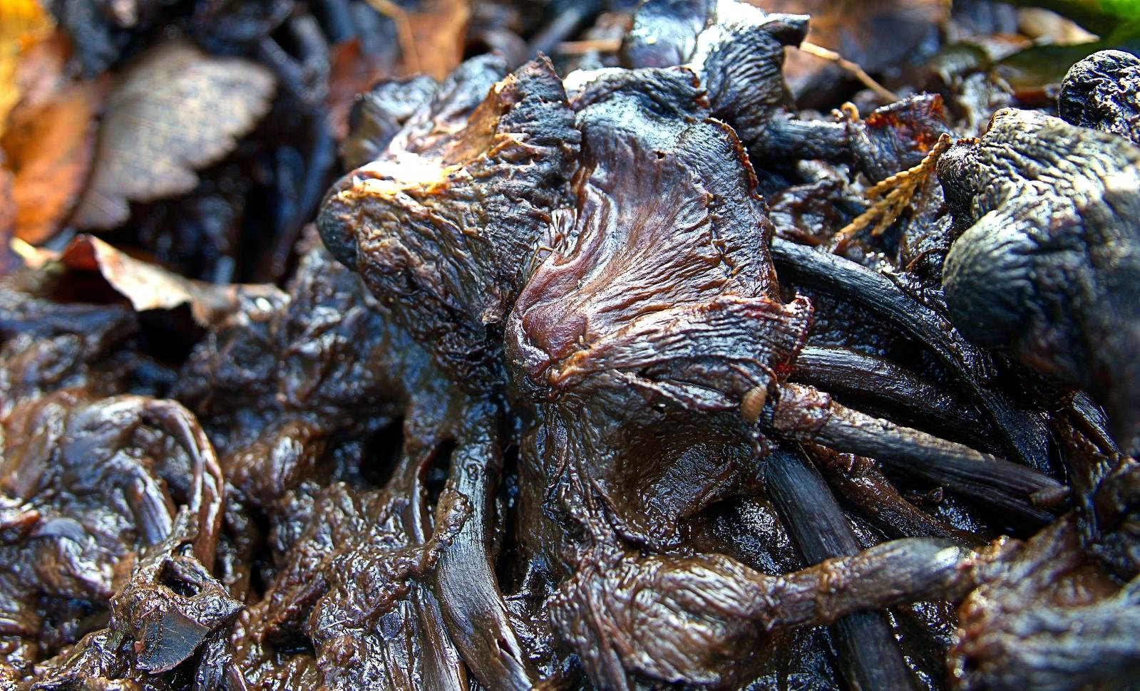 Ink Cap Mushrooms Decayed Into Inky Mush!