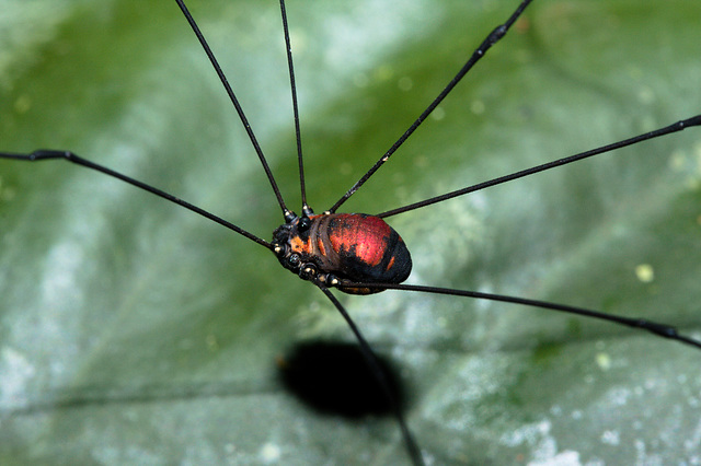 HarvestmanIMG_3086