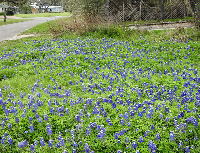 Day 2, Bluebonnets