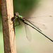 Weidenjungfer (Lestes viridis)