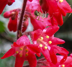 20200611 8385CPw [D~LIP] Purpurglöckchen, Spinne,  Bad Salzuflen