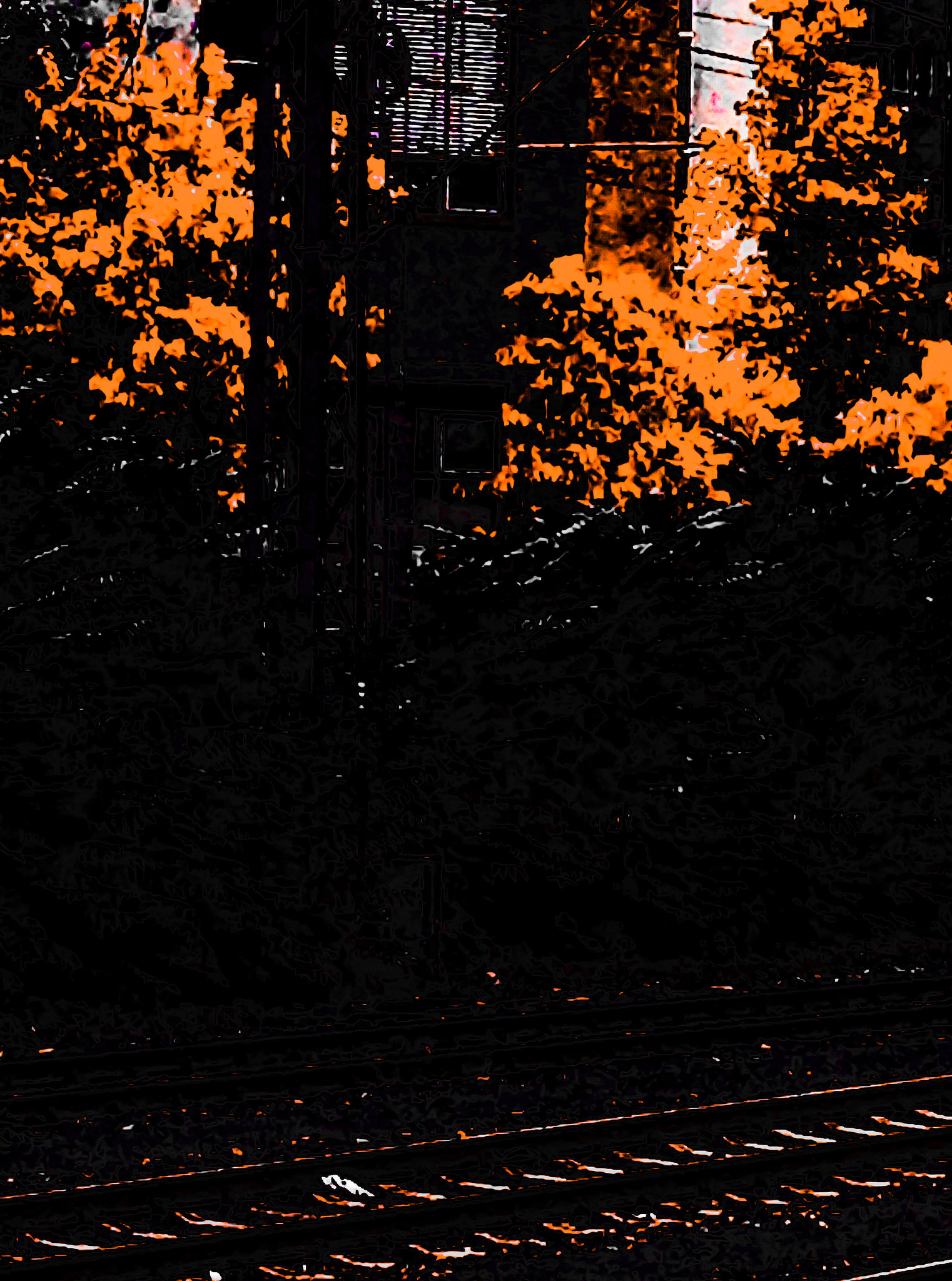Autumnal Abstraction