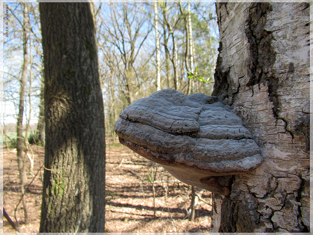 Zunderschwamm (Fomes fomentarius)