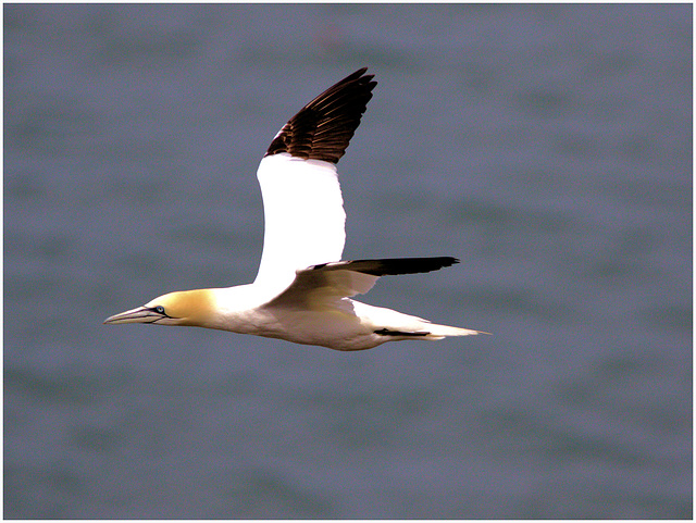 EF7A9439 -1Gannet