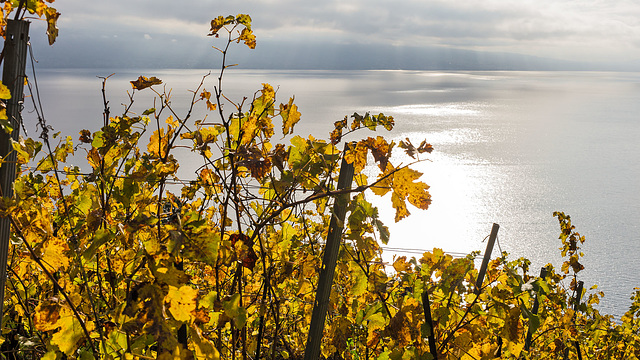 221101 Lavaux 7