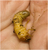 IMG 2365 Beetle larva