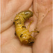 IMG 2365 Beetle larva