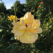 Rose jaune