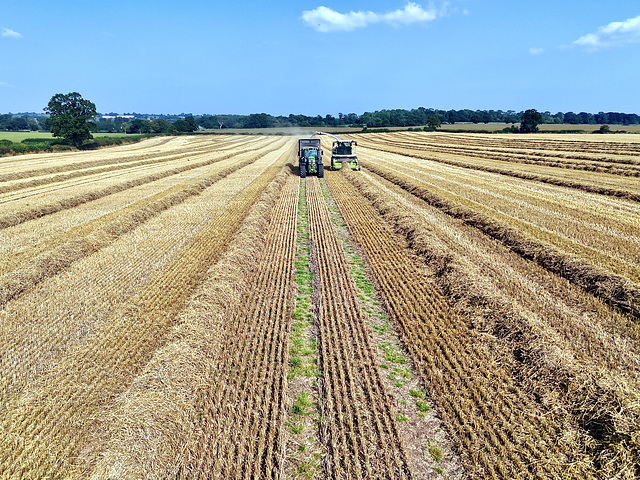 Late summer field work