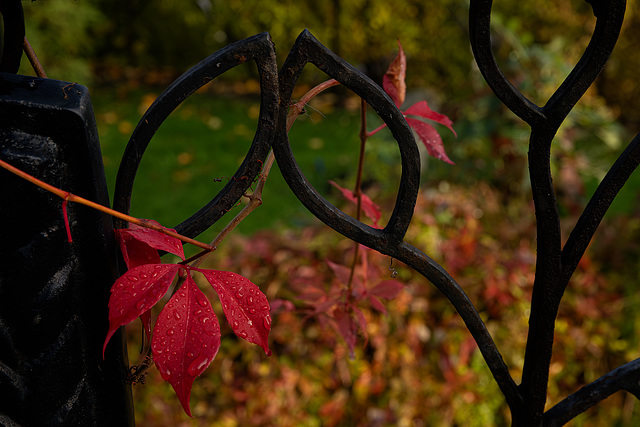 Herbst, ganz nah