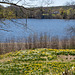 Daffodils and Saco River