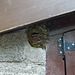 oaw[25] - bird's nest