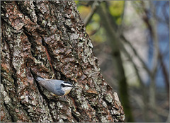 Nuthatch Nuthatch
