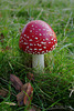 Amanita muscaria (Fly Agaric)