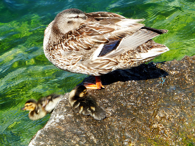 Jung-Enten in Limone 7. ©UdoSm